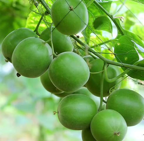 Green Monk Seeds – Heirloom, Non-GMO, High Germination Organic Garden Seeds