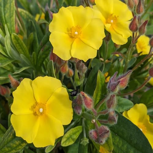 Yellow Cistus Flower Seeds – Heirloom, Non-GMO, High Germination Organic Garden Seeds