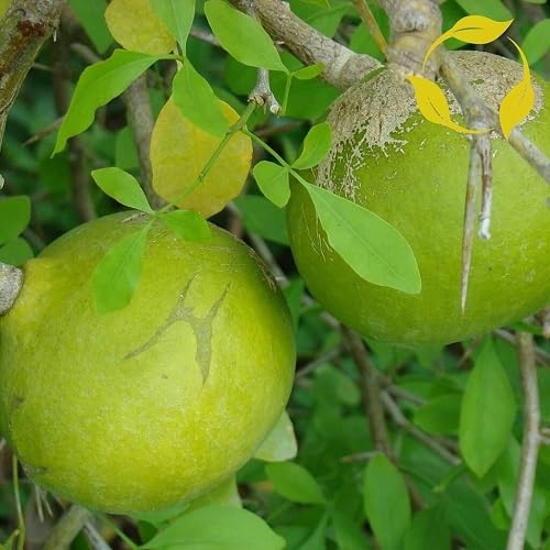 Marmelos Seeds – Heirloom, Non-GMO, High Germination Organic Garden Seeds