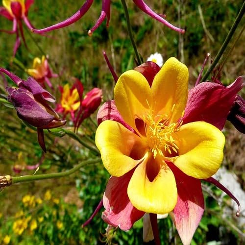 Aquilegia Flower Seeds Red Yellow for Planting – Heirloom Non-GMO High Germination Organic Garden Seeds