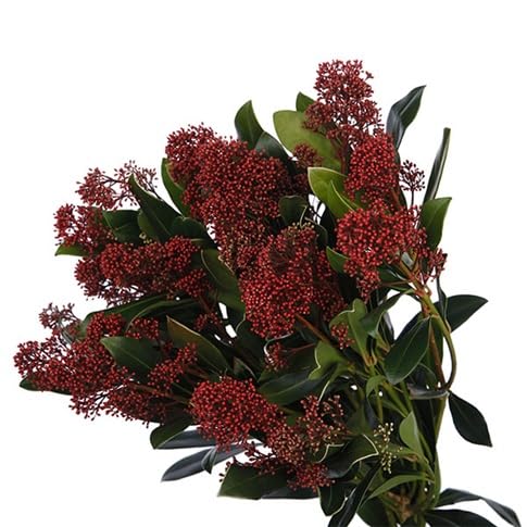 Skimmia Flower Seeds for Planting – Heirloom, Non-GMO, High Germination Organic Garden Seeds