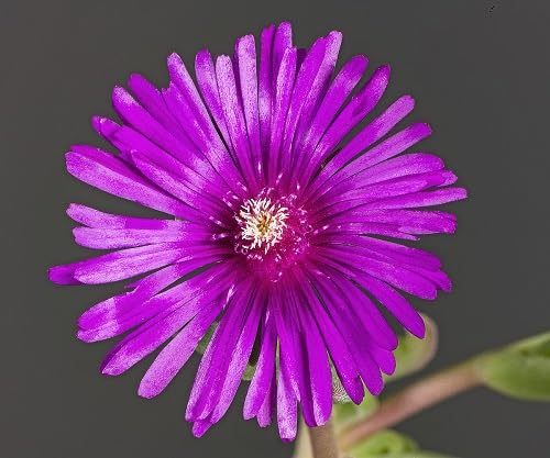 Delosperma Flower Seeds – Heirloom, Non-GMO, High Germination Organic Garden Seeds for Planting