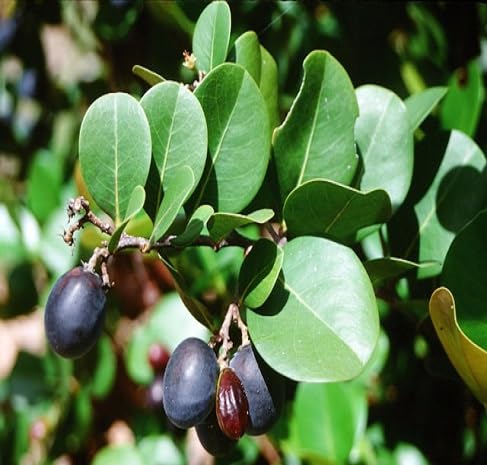 Icaco Seeds – Heirloom, Non-GMO, High Germination Organic Garden Seeds