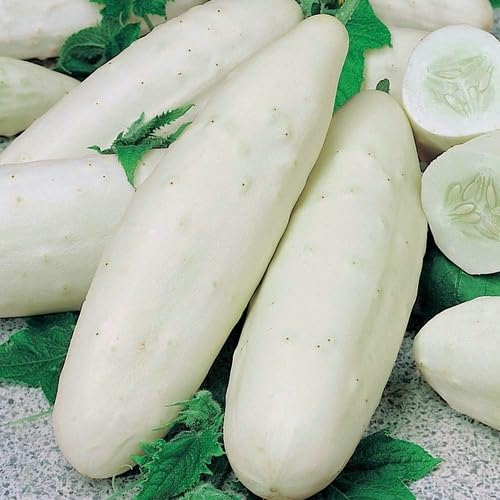 White Cucumber Seeds – Heirloom, Non-GMO, High Germination Organic Garden Seeds Planting