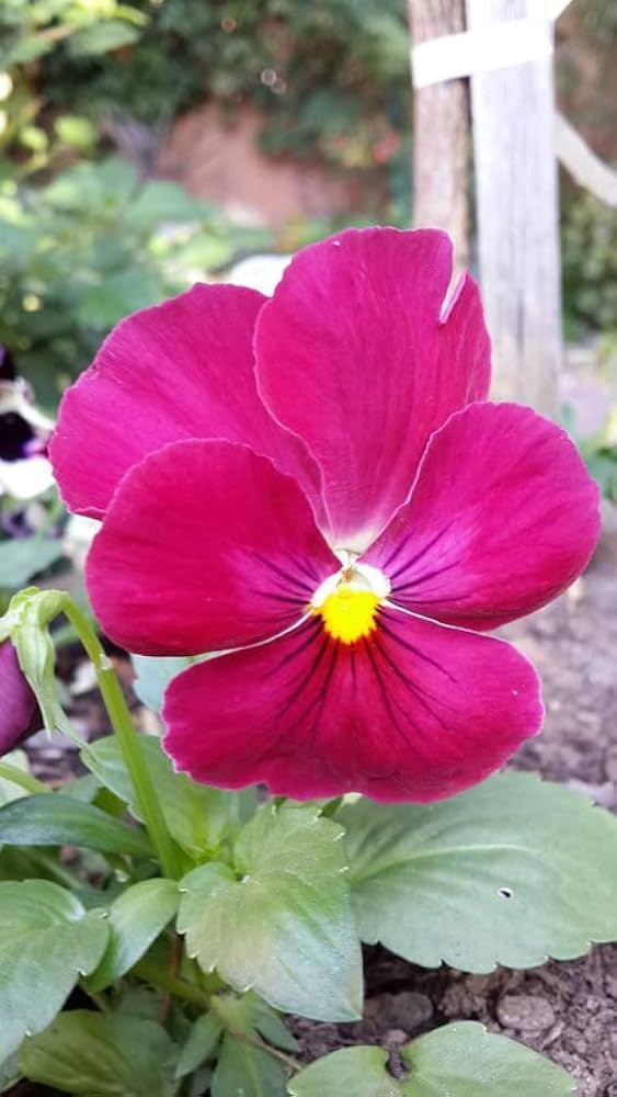 Giant Pansy Flower Seeds Pink – Heirloom, Non-GMO, High Germination Seeds
