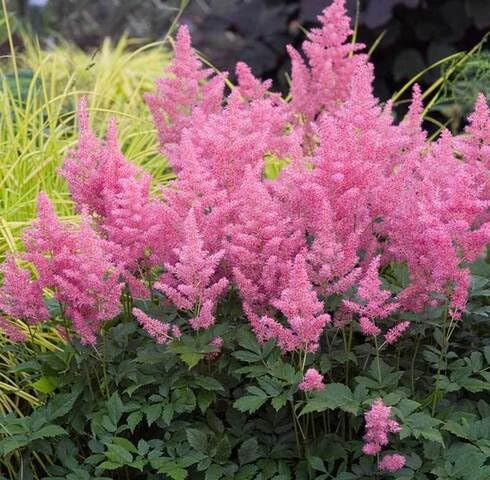 Pink Astilbe Flower Seeds – Heirloom, Non-GMO, High Germination Organic Garden Seeds for Planting