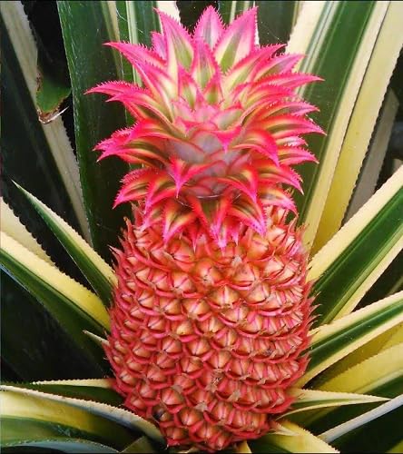 Pineapple Seeds Yellow – Heirloom, Non-GMO, High Germination Organic Garden Seeds