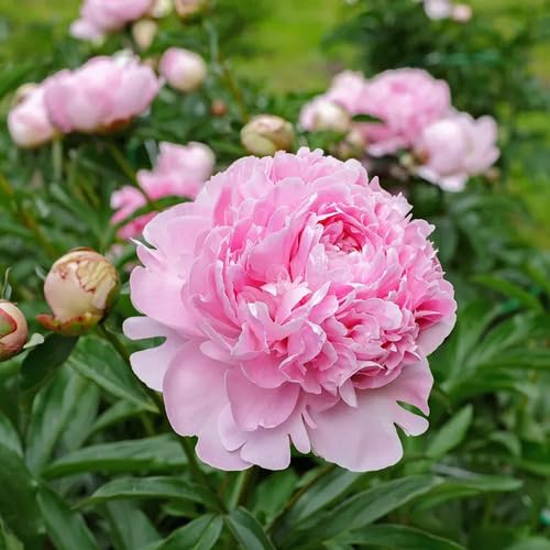 Perennial Peony Flower Seeds Pale Pink – Heirloom, Non-GMO, High Germination Seeds