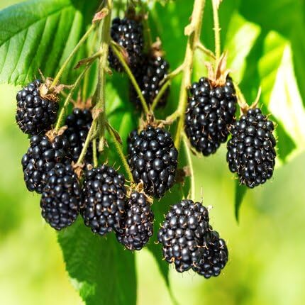 Black Blackberry Fruit Seeds – Heirloom, Non-GMO, High Germination Organic Garden Seeds