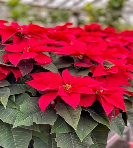 Poinsettia Blumensamen – Alte Sorte, gentechnikfrei, keimstark, Bio-Gartensamen zum Pflanzen
