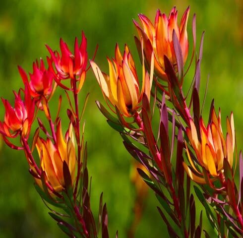 red leucadendron flower seeds