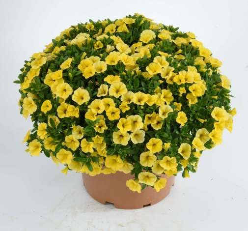 Yellow Petunia Flower Seed – Heirloom, Non-GMO, High Germination Organic Garden Seeds for Planting