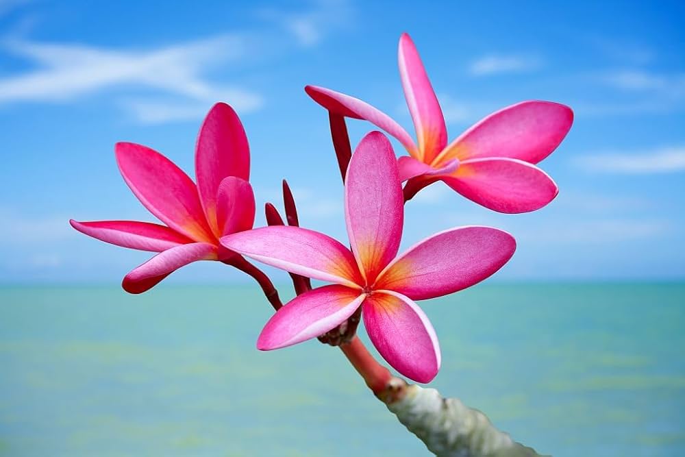 plumeria frangipani flower seeds