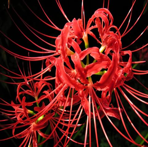 lycoris flower heirloom non-gmo seeds
