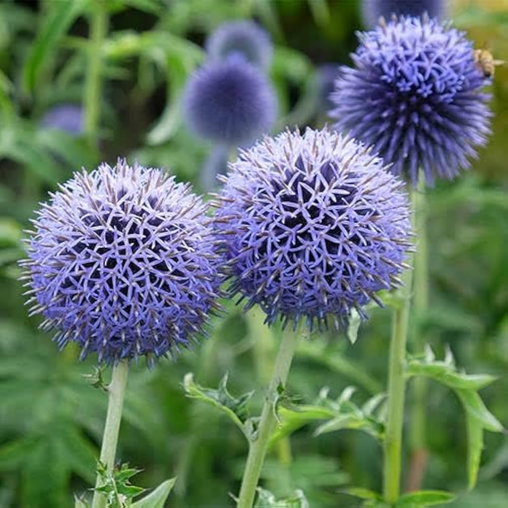 Echinops Flower Seeds – Heirloom Non-GMO High Germination Organic Garden Seeds