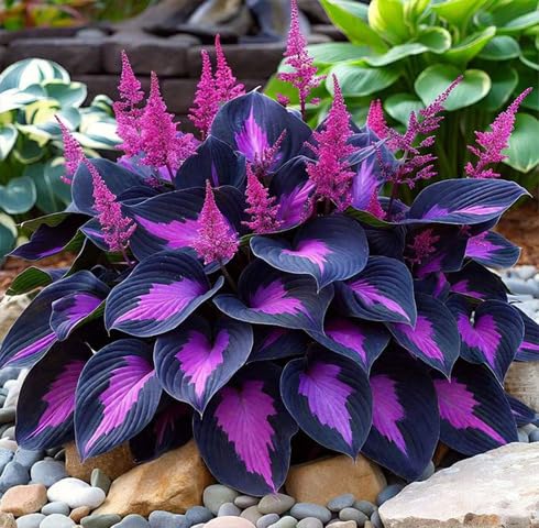 black purple hosta seeds
