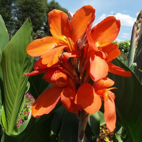 Orange Callalilly Flower Seeds – Heirloom, Non-GMO, High Germination Organic Garden Seeds for Planting