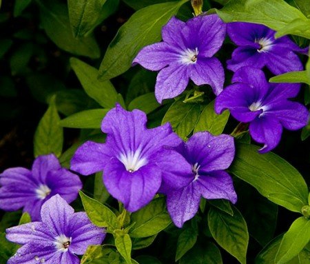 Violet Browallia Sapphire Flower Seeds for Planting