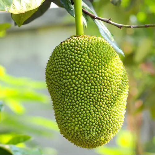Green Jack Seeds – Heirloom, Non-GMO, High Germination Organic Garden Seeds