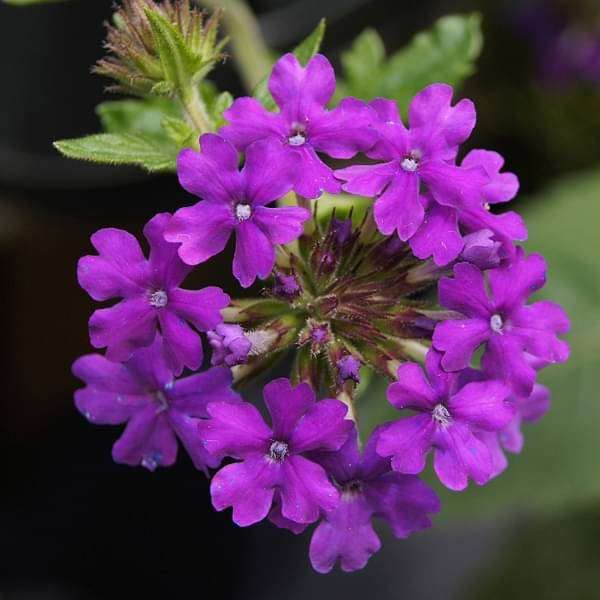 blue verbena flower seeds