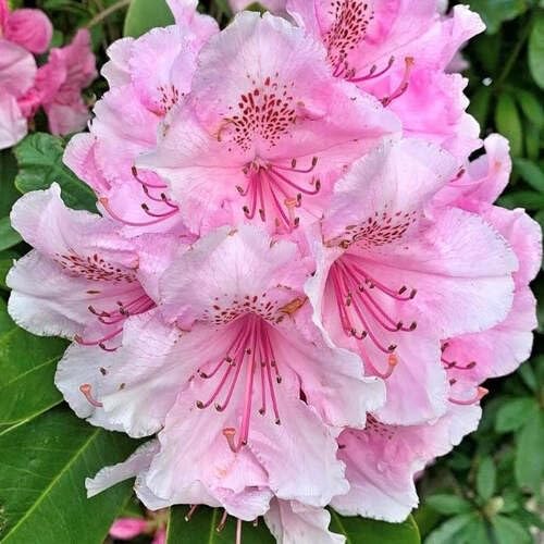 Pink Rhododendron Flower Seeds for Planting – Heirloom Non-GMO High Germination Organic Garden Seeds
