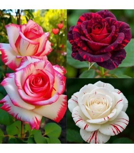 Rugosa-Rosen-Samenmischung – alte Sorte, gentechnikfrei, hohe Keimfähigkeit, Bio-Gartensamen zum Pflanzen