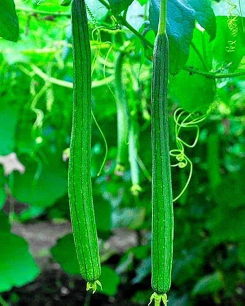 snake gourd flower seeds