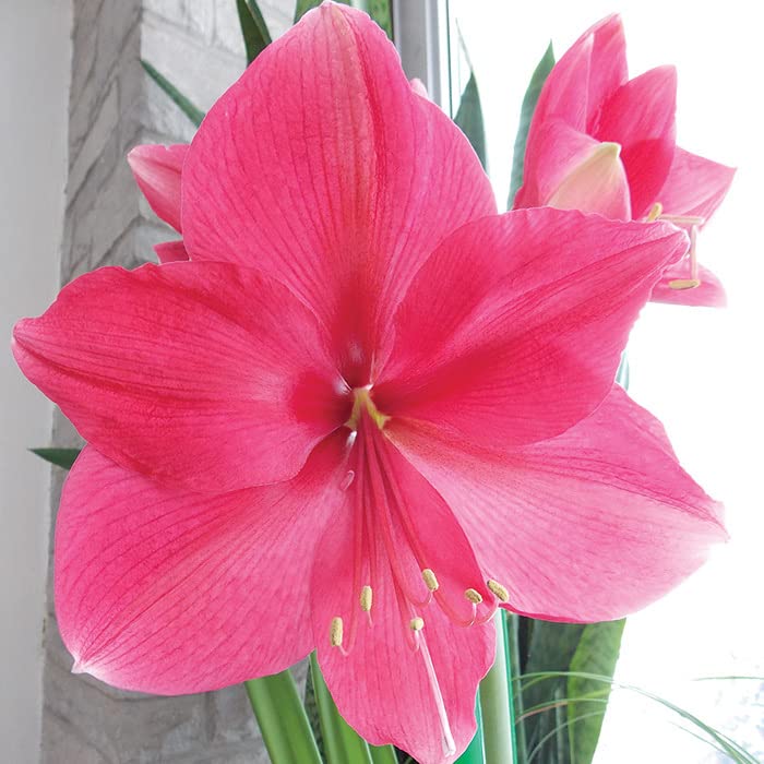 Giant Amaryllis Flower Seeds Pink – Heirloom, Non-GMO, High Germination Seeds