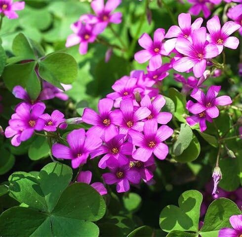 Rosa Sauerklee Corymboflower Samen – Alte Sorte, gentechnikfrei, hohe Keimrate, Bio-Gartensamen zum Pflanzen