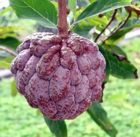 Red Custard Apple Seeds – Heirloom, Non-GMO, High Germination Organic Garden Seeds
