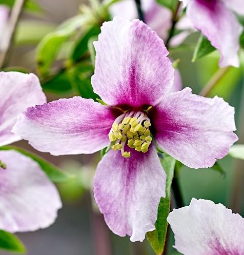 Pink Philadelphus Flower Seeds – Heirloom Non-GMO High Germination Organic Garden Seeds for Planting