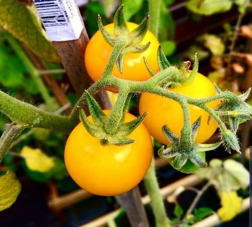 Tomato Yellow Seeds – Heirloom, Non-GMO, High Germination Organic Garden Seeds Planting