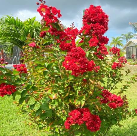 Red Lagerstroemia Flower Seeds – Heirloom, Non-GMO, High Germination Organic Garden Seeds for Planting