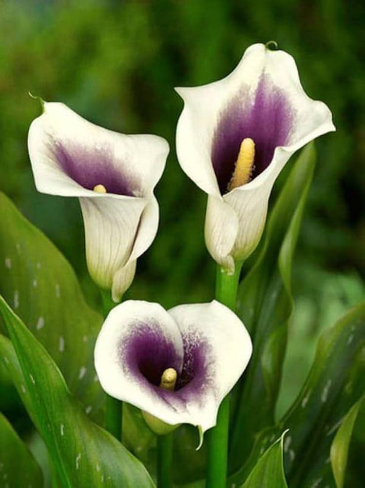 calla lily flower seeds