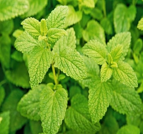 Lemon Mint Plant Seeds – Heirloom, Non-GMO, High Germination Organic Garden Seeds
