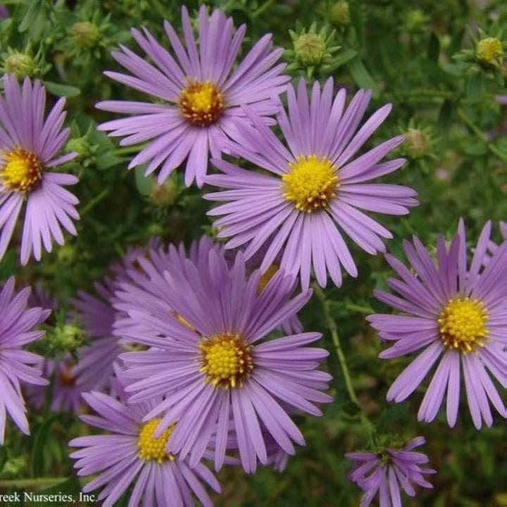 Purple Chamomile Flower Seeds – Heirloom, Non-GMO, High Germination Seeds