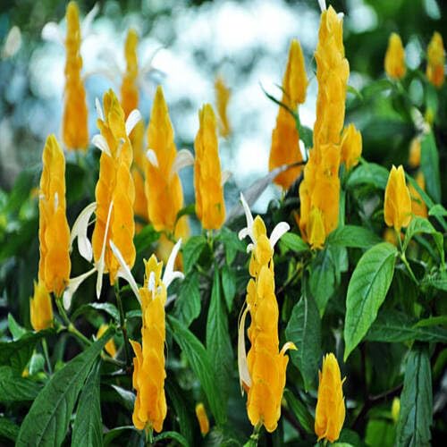 pachystachysgreenheirloomnongmo flower seeds