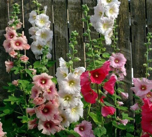 Hollyhock Flower Seeds – Heirloom, Non-GMO, High Germination Organic Garden Seeds for Planting