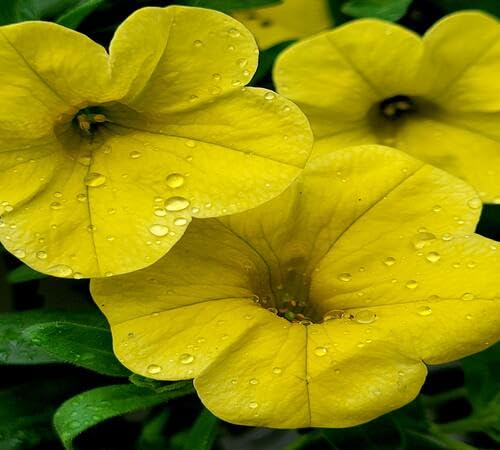 Gelbe Petunien-Blumensamen – Alte Sorte, gentechnikfrei, hohe Keimrate, Bio-Gartensamen zum Pflanzen