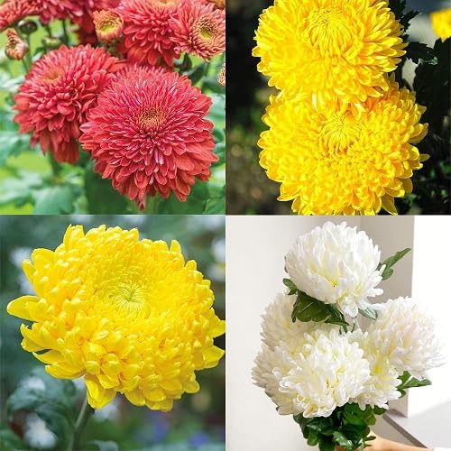 Mixed Chrysanthemum Flower Seeds – Heirloom, Non-GMO, High Germination Seeds