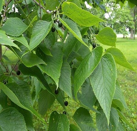 greenhackberrytreeheirloomnongmo flower seeds