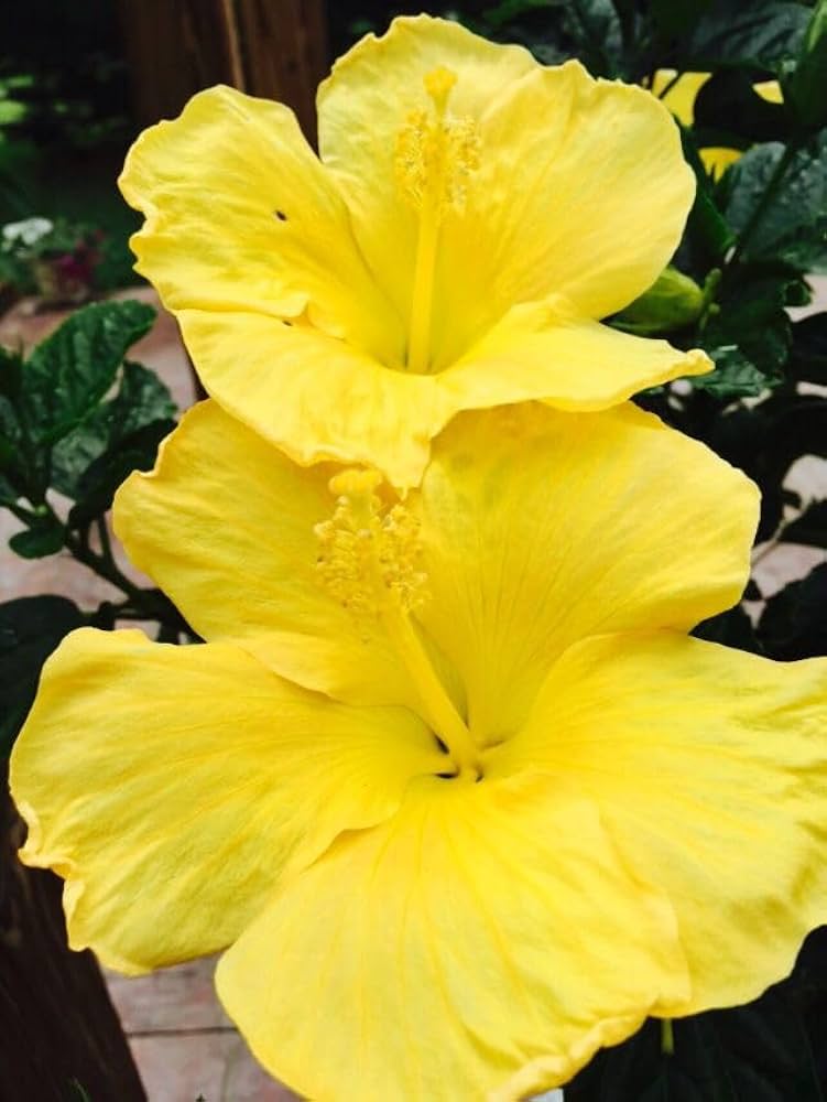 Hibiscus Flower Seeds Yellow – Heirloom, Non-GMO, High Germination Seeds