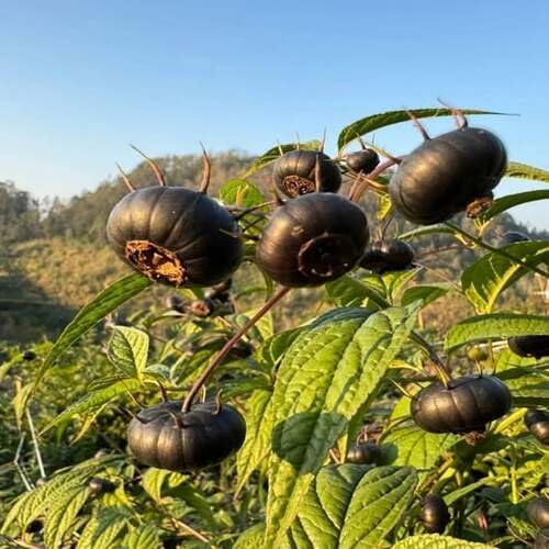Black Organic Ginseng Melon Seeds – Heirloom, Non-GMO, High Germination Organic Garden Seeds