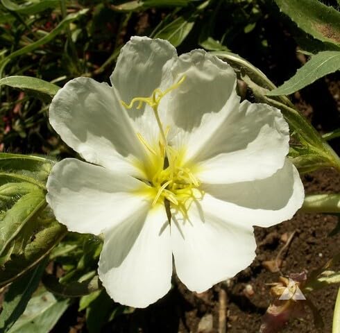 White Oenothera Flower Seeds for Planting – Heirloom, Non-GMO, High Germination