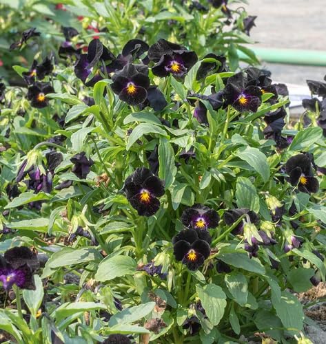 Black Viola Wittrockiana Flower Seeds – Heirloom, Non-GMO, High Germination Organic Garden Seeds for Planting