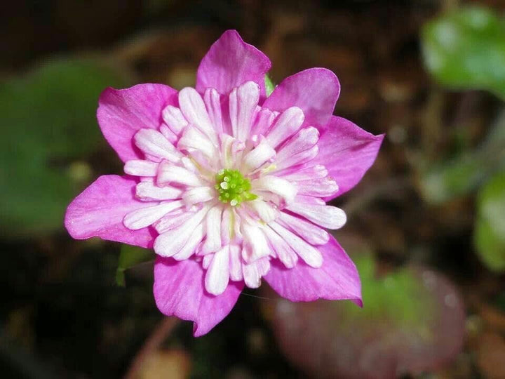 Alpine Flower Seeds – Heirloom Non-GMO High Germination Organic Garden Seeds