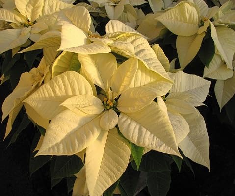 Poinsettia Blumensamen – Alte Sorte, gentechnikfrei, keimstark, Bio-Gartensamen zum Pflanzen