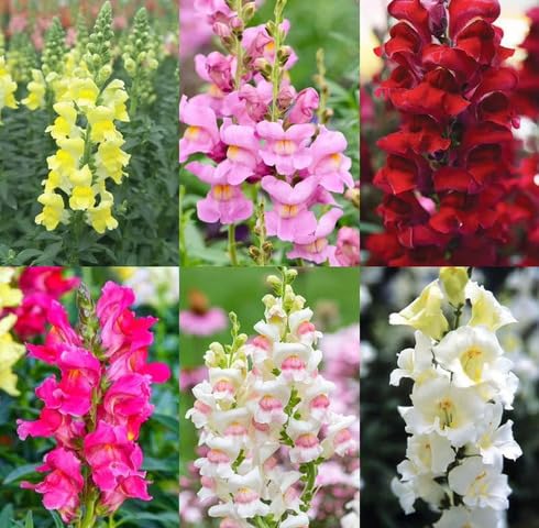 mixed antirrhinum flower seeds