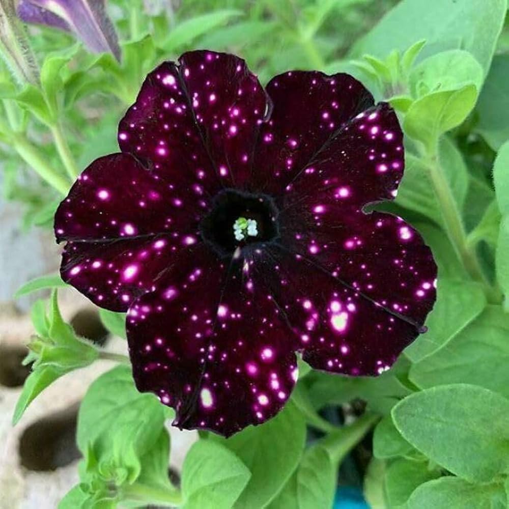 petunia tree flower seeds