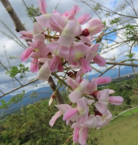 Pink Gliricidia Blumensamen – alte Sorte, gentechnikfrei, keimstark, Bio-Gartensamen zum Pflanzen